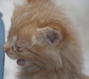 Skimble the Super Lap Maine Coon Mix