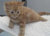 Skimble the Super Lap Maine Coon Mix