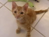 Skimble the Super Lap Maine Coon Mix