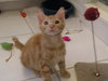 Skimble the Super Lap Maine Coon Mix