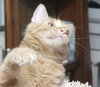 Skimble the Super Lap Maine Coon Mix