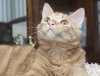Skimble the Super Lap Maine Coon Mix