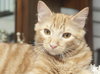 Skimble the Super Lap Maine Coon Mix