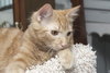 Skimble the Super Lap Maine Coon Mix