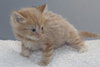 Grizzy the Beautiful  Maine Coon Mix Kitten