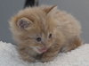 Grizzy the Beautiful  Maine Coon Mix Kitten