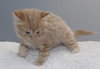 Grizzy the Beautiful  Maine Coon Mix Kitten