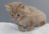 Grizzy the Beautiful  Maine Coon Mix Kitten