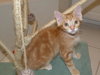 Grizzy the Beautiful  Maine Coon Mix Kitten