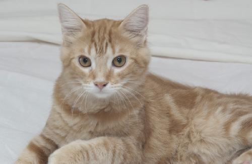 Grizzy the Beautiful Maine Coon Mix Kitten