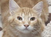Grizzy the Beautiful  Maine Coon Mix Kitten