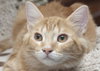 Grizzy the Beautiful  Maine Coon Mix Kitten