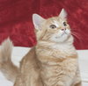 Grizzy the Beautiful  Maine Coon Mix Kitten