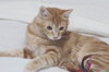 Grizzy the Beautiful  Maine Coon Mix Kitten