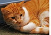 Jenny the Super Loving Sweetheart