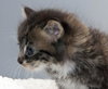 Freckles the 'Pet Me' Maine Coon Mix Kitten