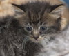 Freckles the 'Pet Me' Maine Coon Mix Kitten