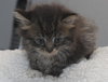 Freckles the 'Pet Me' Maine Coon Mix Kitten