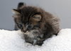 Freckles the 'Pet Me' Maine Coon Mix Kitten