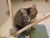 Freckles the 'Pet Me' Maine Coon Mix Kitten