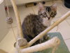 Freckles the 'Pet Me' Maine Coon Mix Kitten