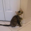 Freckles the 'Pet Me' Maine Coon Mix Kitten
