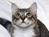 Freckles the 'Pet Me' Maine Coon Mix Kitten