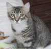 Freckles the 'Pet Me' Maine Coon Mix Kitten