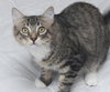 Freckles the 'Pet Me' Maine Coon Mix Kitten