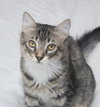 Freckles the 'Pet Me' Maine Coon Mix Kitten
