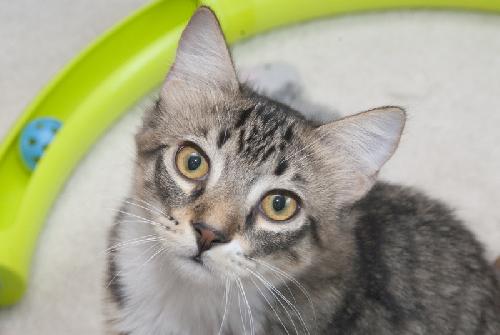 Freckles the 'Pet Me' Maine Coon Mix Kitten