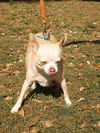Char Lee the Chihuahua