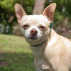 Char Lee the Chihuahua