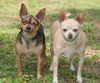 Char Lee the Chihuahua