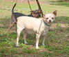 Char Lee the Chihuahua