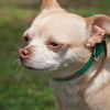 Char Lee the Chihuahua