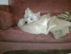 Char Lee the Chihuahua