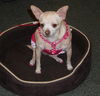 Char Lee the Chihuahua
