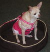 Char Lee the Chihuahua