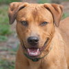 Max the Shepherd Lab