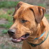 Max the Shepherd Lab