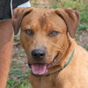 Max the Shepherd Lab