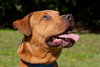Max the Shepherd Lab