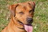 Max the Shepherd Lab