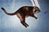 Bear the Ultimate Velcro Lap Cat