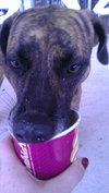 Cypress the Beautiful Hound Mix