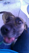 Cypress the Beautiful Hound Mix