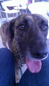Cypress the Beautiful Hound Mix