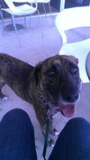 Cypress the Beautiful Hound Mix