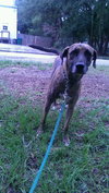 Cypress the Beautiful Hound Mix